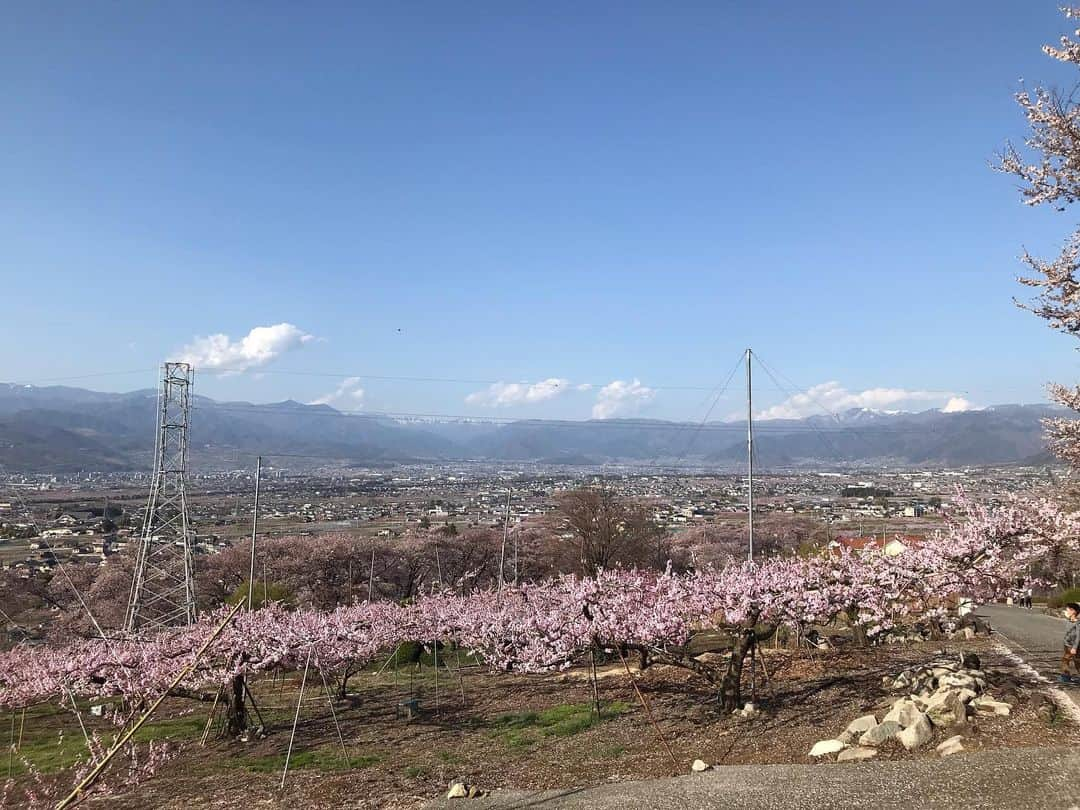 甲州 ほうとう 完熟屋 本店のインスタグラム：「山梨県は桃の花が満開🌸 ＃山梨 ＃桃源郷 #ほうとう #完熟屋 #古民家」