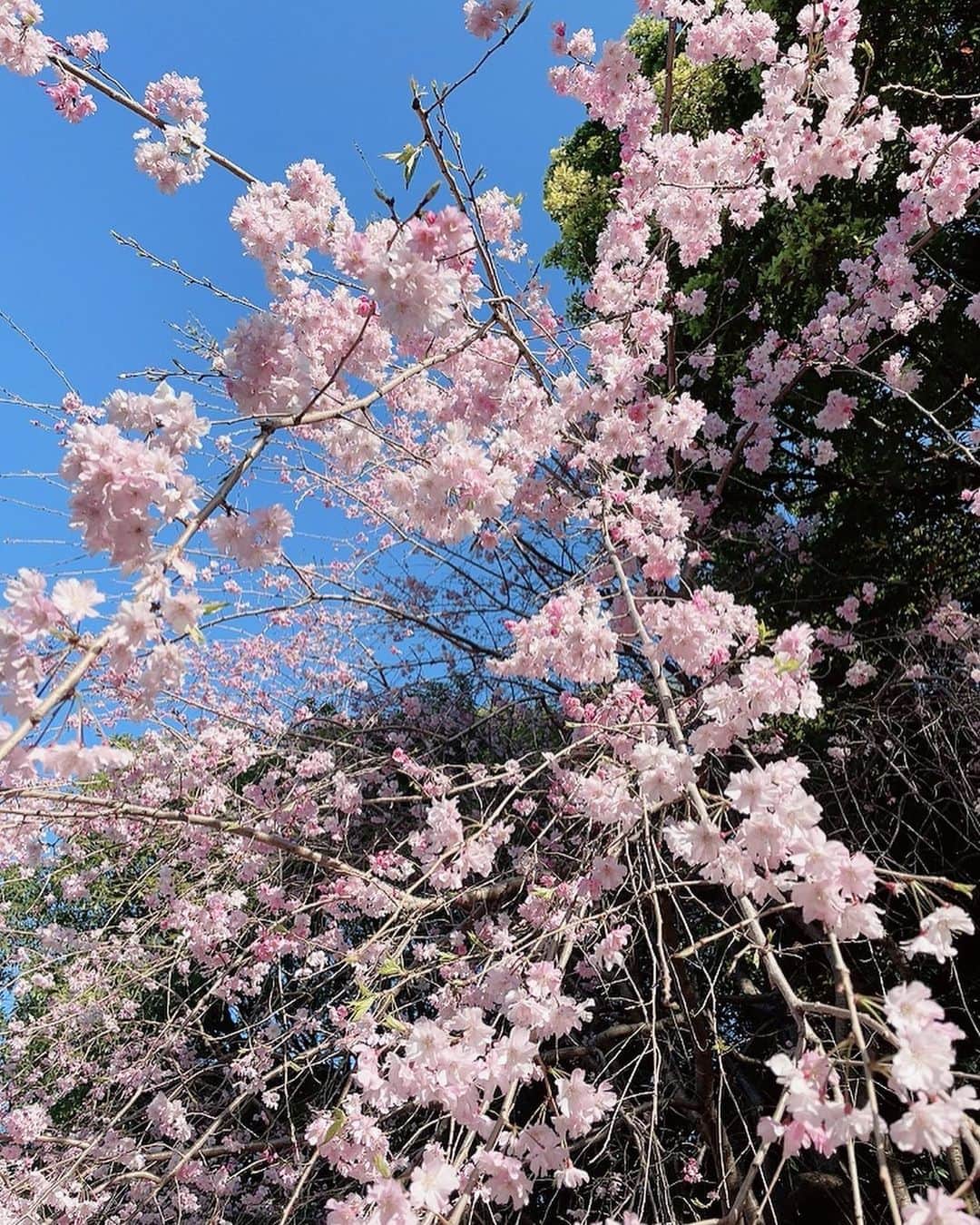 のインスタグラム：「おはようございます☀ 爽やかな朝、ウォーキングをしてきました👟 一度Angeとお家を出たもののAngeは今朝はお家モードだったようで「帰ろう🐾」の顔でずっと見つめられました💦 気を取り直して一人で沢山歩きました☀️優しいピンクの枝垂れ桜がキレイでハナミズキも咲き始めていました。春が溢れていますね🤍  皆さんも素敵な日曜日を♪  #花 #枝垂れ桜 #ハナミズキ #好き #テレビ朝日 #アナウンサー #島本真衣」