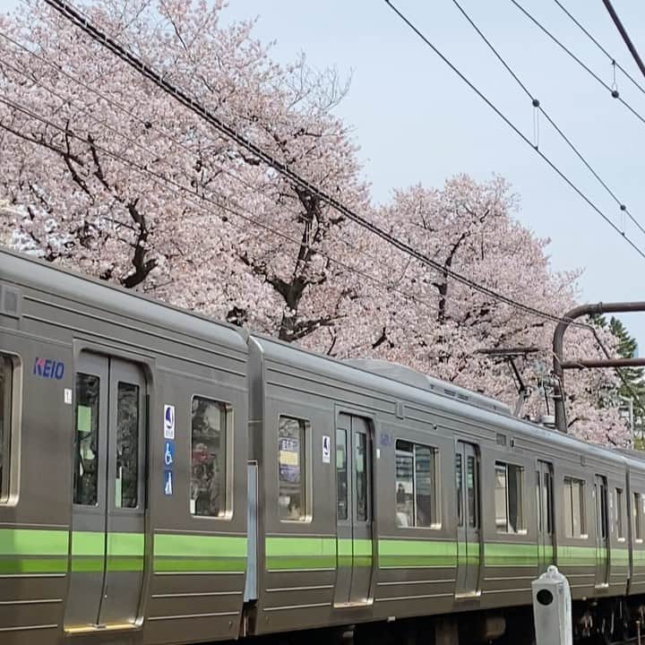 リリ・ヨハンソンのインスタグラム：「Cherry blossom road 🌸」