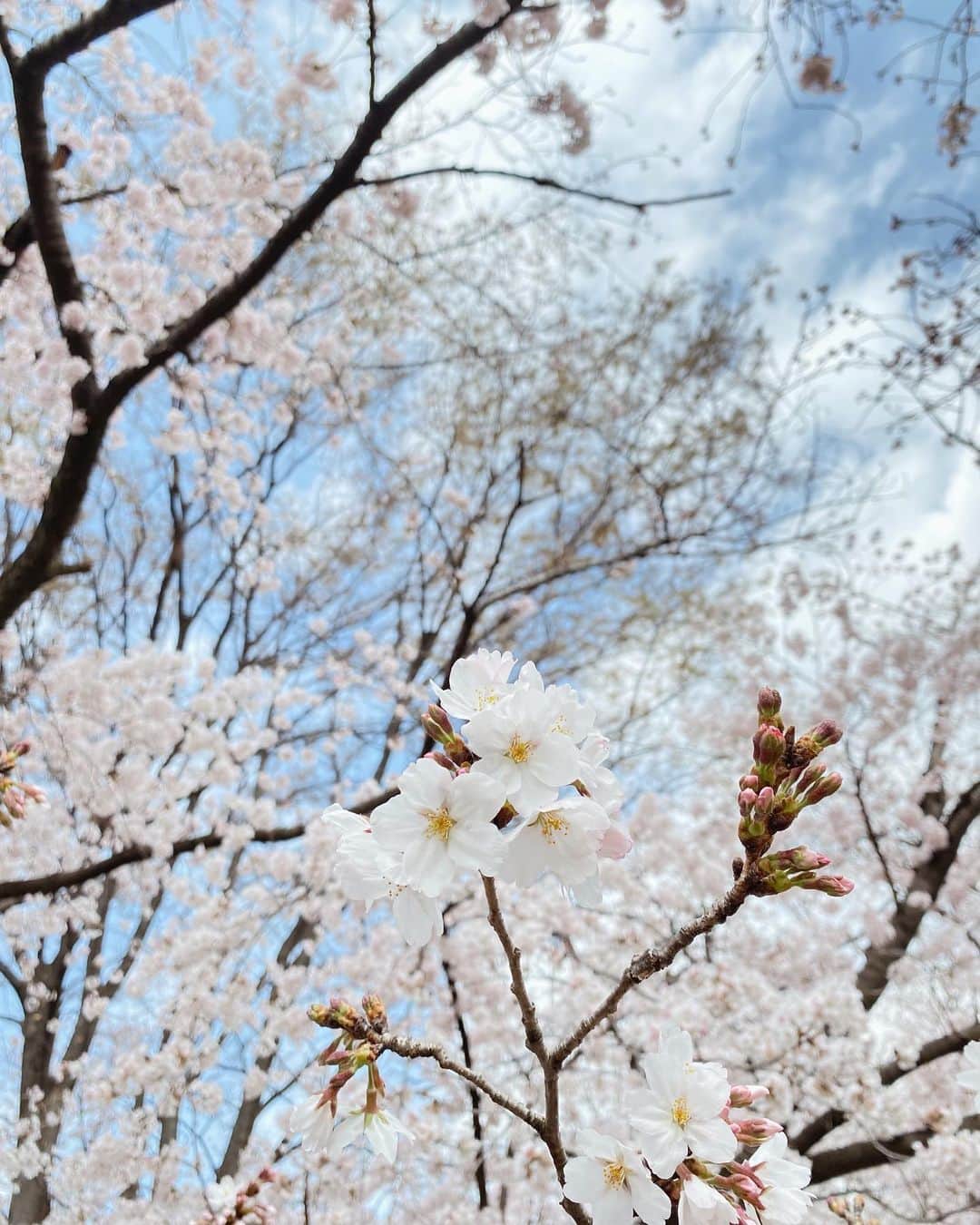 石塚絵梨さんのインスタグラム写真 - (石塚絵梨Instagram)「🌸🌸🕊🕊🌸🌸」4月10日 20時34分 - ishi_eri1213