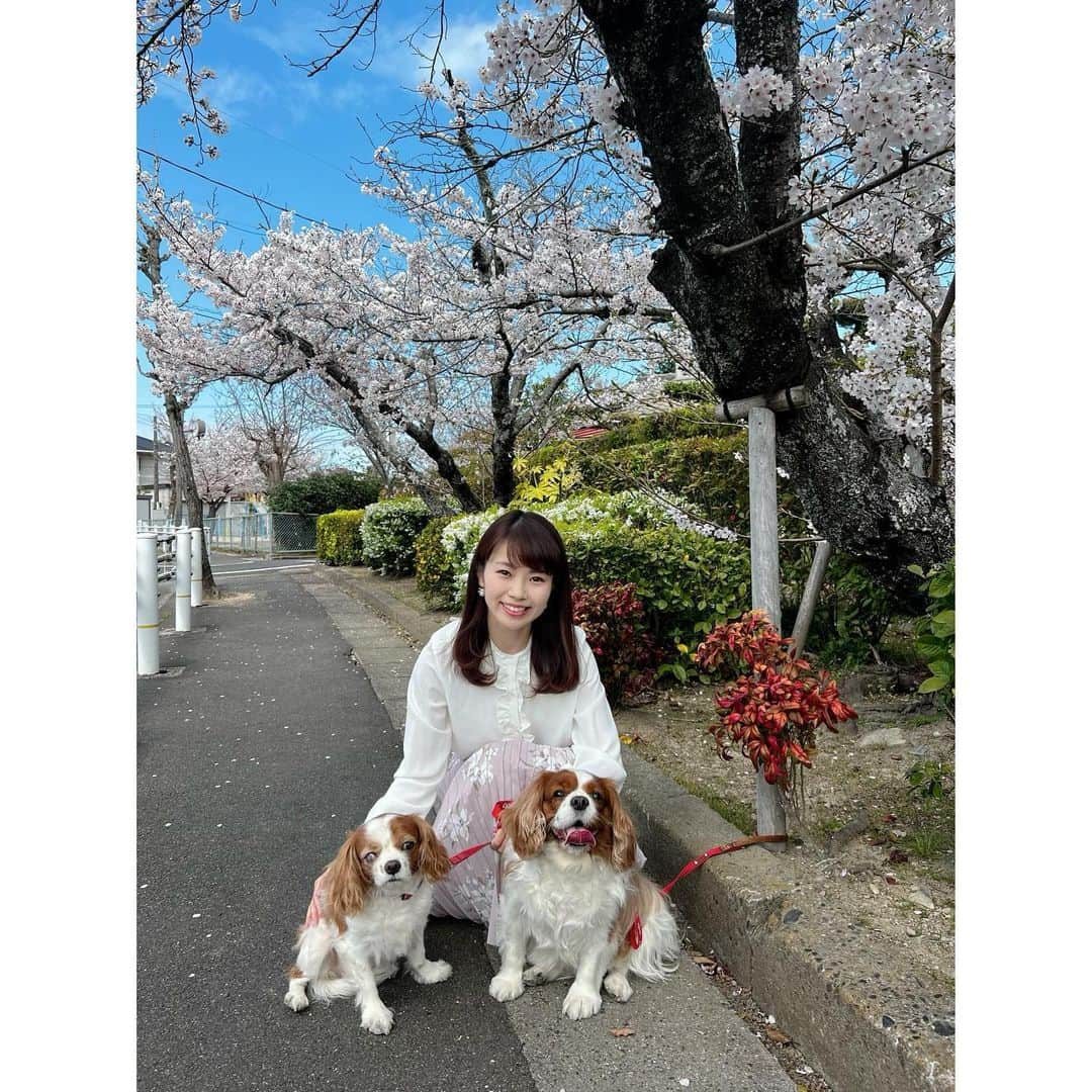 唐川美音さんのインスタグラム写真 - (唐川美音Instagram)「*  先日、お花見してきました☺️🌸 愛犬と一緒に🤍  #お花見 #キャバリアキングチャールズスパニエル #いぬのいる暮らし」4月10日 21時00分 - mio_karakawa