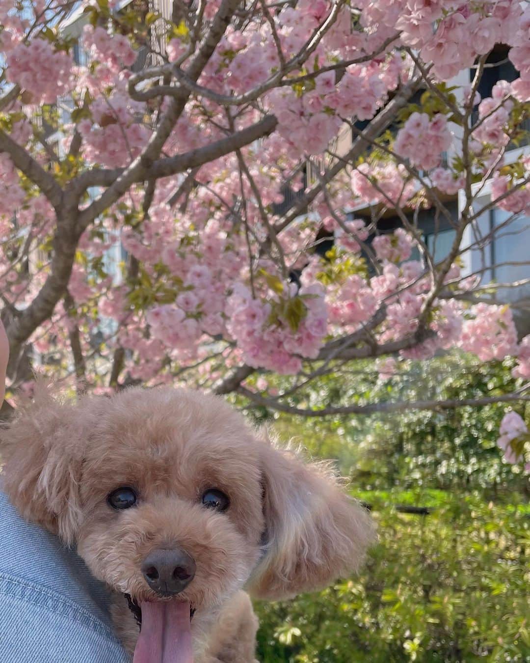 芹那のインスタグラム：「困り顔かわゆいさん🌈🐻🌸  #トイプードル #いぬすたぐらむ  #犬のいる暮らし #犬好きな人と繋がりたい #癒しわんこ #桜 #japan」