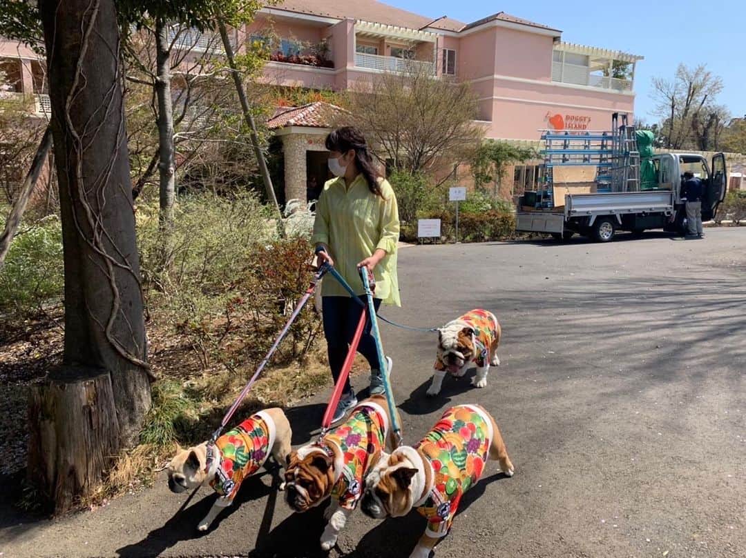 北斗晶さんのインスタグラム写真 - (北斗晶Instagram)「一昨日の写真。 一生懸命歩いても、皆んなにちょっと遅れをとっちゃう🐶でんでん。 何をやっても、どんくさいでんでん。  だから、母はでんでんを守ってあげたくなる😊  #でんでん  #愛犬  #ブルドックでんでん #ブルドック  #フレンチブルドッグ」4月10日 21時53分 - hokutoakira_official