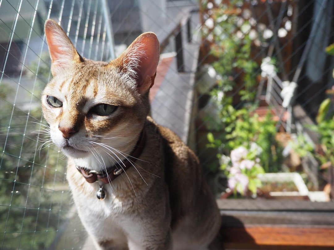 古谷恵のインスタグラム：「花と猫2022  #cat#猫#singapuracat#シンガプーラ#大豆#別に嬉しそうでもない」