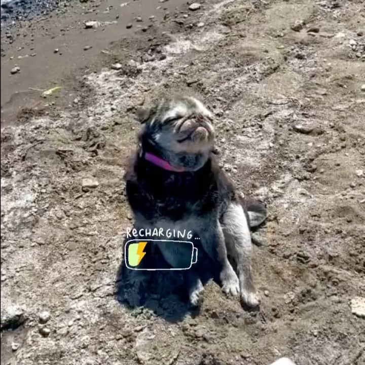 pugsofinstagramのインスタグラム：「This majestic pug is a sight to behold. Please folllow @the_pug_retirement_home ! #relax」
