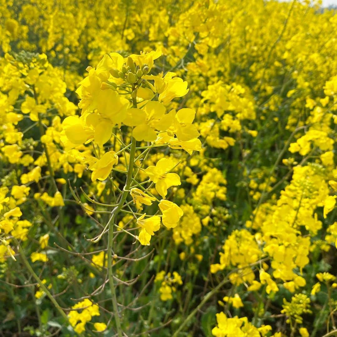 山崎紘菜のインスタグラム