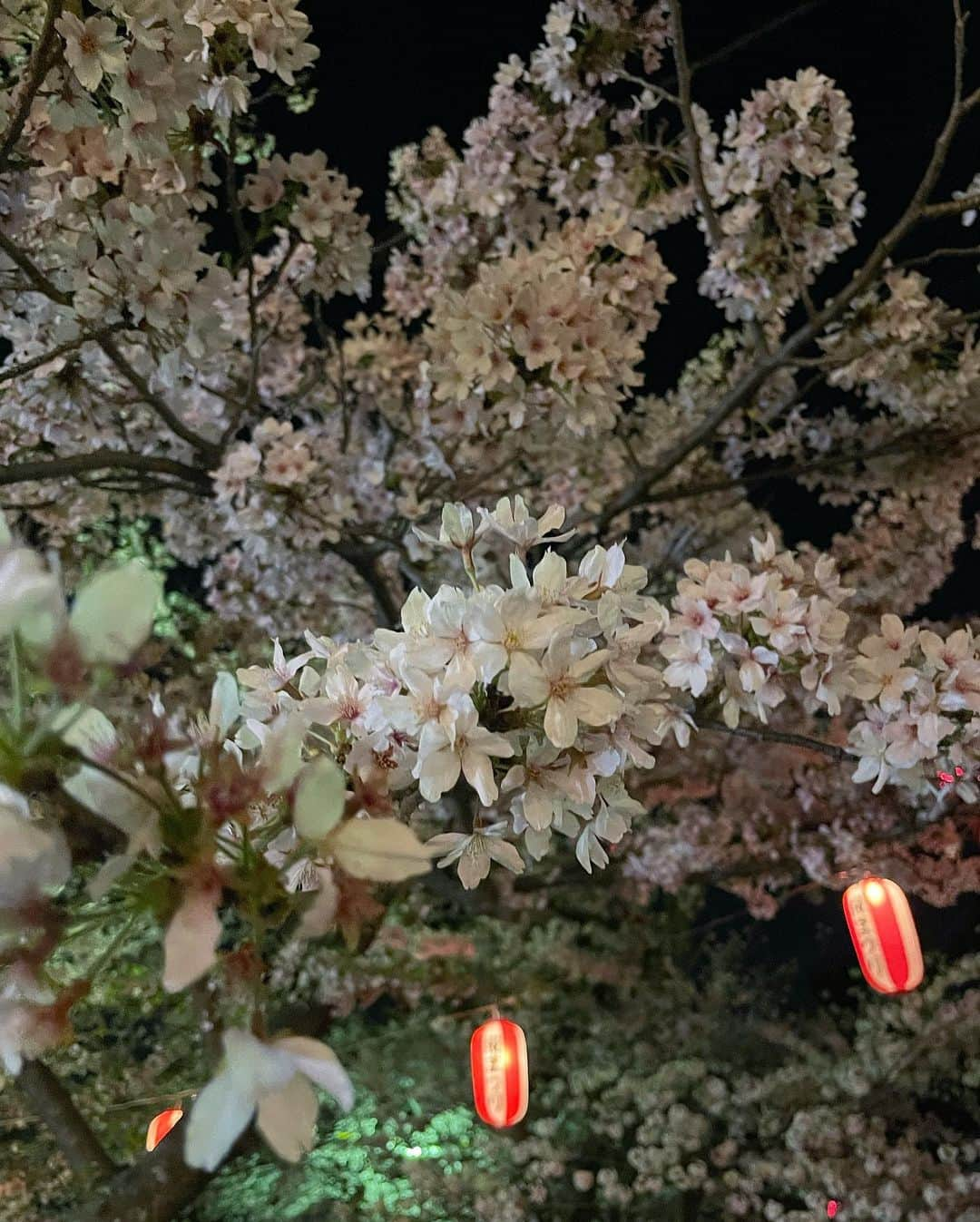 松田紗和のインスタグラム：「今年も🌸  #桜#夜桜#和歌山城#桜まつり#屋台#お花見#sakura#festival#pink#happytime」