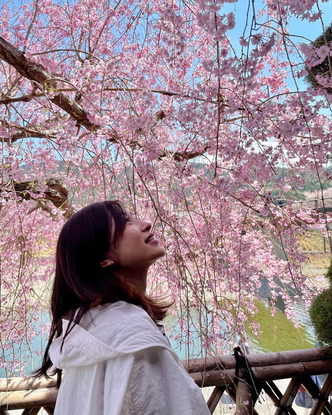 青山倫子のインスタグラム：「_ 綺麗だったな。 来年がもう待ち遠しい。  #青山倫子 #桜 #枝垂れ桜 #言葉はいらないね」