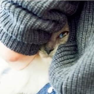 高橋里奈さんのインスタグラム写真 - (高橋里奈Instagram)「写真は先月号の雑誌éclatの「溺愛，ネコ図鑑」に出させて頂いた時の1コマ。遅くなりましたが… 我が家には2匹の猫がいます。 この子は抱くとすぐ顔を埋めるクセがある。 ブルーアイがとても綺麗でちょっと繊細な子 @eclat.magazine  ベルさんと一緒に出させて頂いた時の写真です。」4月10日 15時52分 - rina.takahashi_