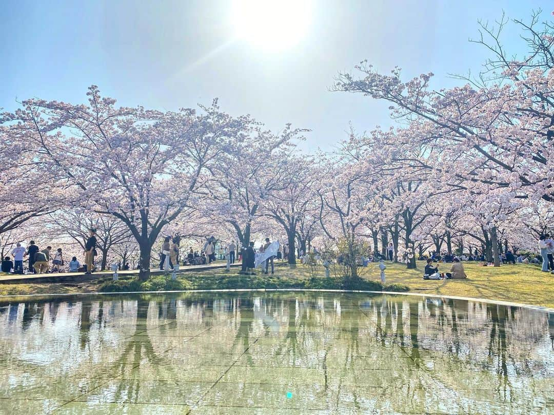 大西遥香さんのインスタグラム写真 - (大西遥香Instagram)「. 新潟の春は本当に美しい。  #sakura #cherryblossom #桜 #さくら #サクラ #満開 #お花見 #春 #新潟 #新潟観光 #白山公園 #niigata #japan」4月10日 17時41分 - hrka_onsh