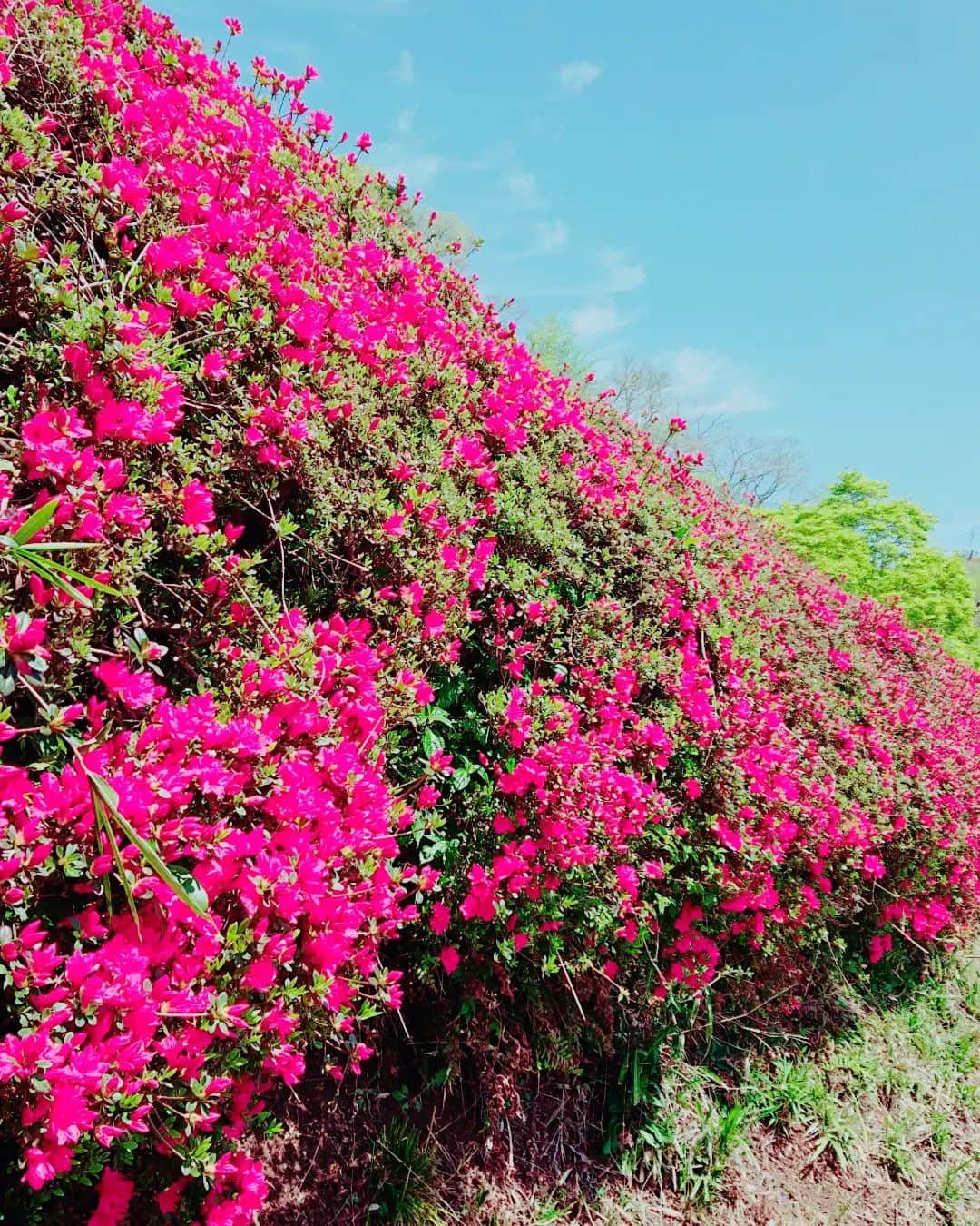 舞咲りんさんのインスタグラム写真 - (舞咲りんInstagram)「小林市野尻町にある【萩の茶屋】のつつじ✨  めーーーーっちゃ！綺麗でした♥  八重桜も、藤棚も素敵で ミツバチ🐝もブンブン飛んでました！笑  ピクニックには最適な日でしたね♫  本日の宮崎……🌴  何と……  25度ありました‼️‼️‼️‼️  夏はどーなるの⁉️😵😵😵😵爆笑  #つつじ #つつじ祭り #つつじ #八重桜 #八重桜🌸 #藤 #萩の茶屋 #小林市 #野尻町 #ドライブ好き #ピクニック #夏日和  #春コーデ #春服 #春カラー #春コーディネート #春の花 #春ファッション #春夏 #新学期スタート #明日 #から #本格的に  #大学生の暮らし #再び #スタート #するよ #楽しみ #でもある #保育士試験勉強してる方と繋がりたい #学生」4月10日 18時57分 - maisaki_rin_85