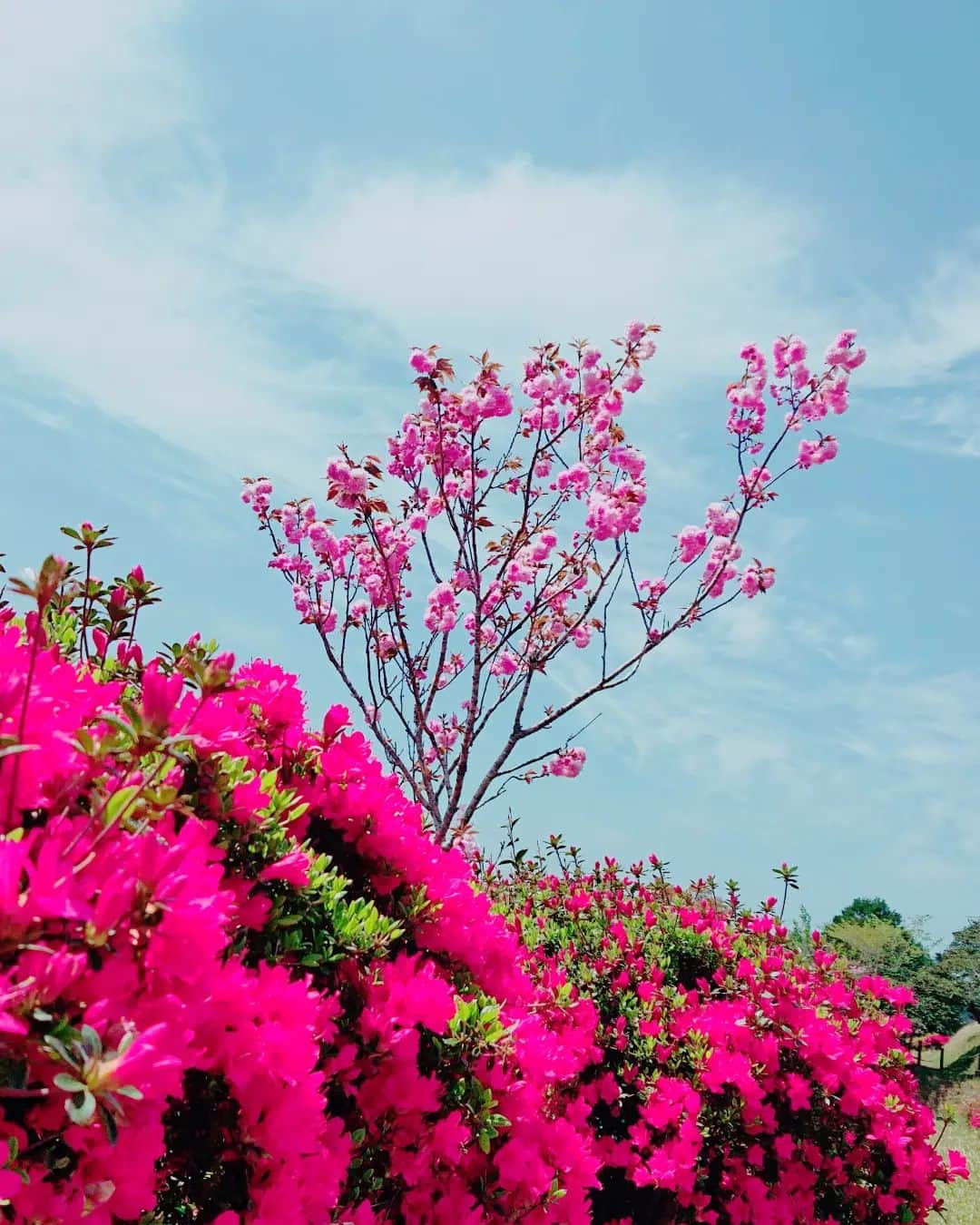 舞咲りんさんのインスタグラム写真 - (舞咲りんInstagram)「小林市野尻町にある【萩の茶屋】のつつじ✨  めーーーーっちゃ！綺麗でした♥  八重桜も、藤棚も素敵で ミツバチ🐝もブンブン飛んでました！笑  ピクニックには最適な日でしたね♫  本日の宮崎……🌴  何と……  25度ありました‼️‼️‼️‼️  夏はどーなるの⁉️😵😵😵😵爆笑  #つつじ #つつじ祭り #つつじ #八重桜 #八重桜🌸 #藤 #萩の茶屋 #小林市 #野尻町 #ドライブ好き #ピクニック #夏日和  #春コーデ #春服 #春カラー #春コーディネート #春の花 #春ファッション #春夏 #新学期スタート #明日 #から #本格的に  #大学生の暮らし #再び #スタート #するよ #楽しみ #でもある #保育士試験勉強してる方と繋がりたい #学生」4月10日 18時57分 - maisaki_rin_85