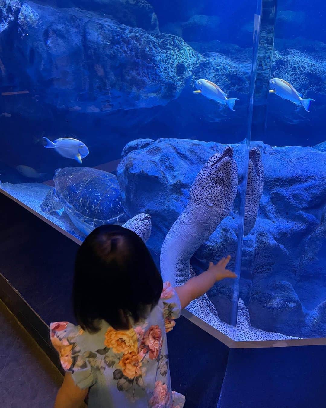 DJ YURiAさんのインスタグラム写真 - (DJ YURiAInstagram)「🐬🐬🐬  ぎゅーーーーー❤️  年パス持ってたけどもう切れちゃった🥺 この水族館とても好き🐠🐡🐟  立地、広さ、バリアフリー、子連れで行く上でのバランスが良くて、イルカショーの演出が楽しい❤️  #aquarium  #水族館 #子連れ #マクセルアクアパーク品川」4月10日 19時57分 - djyuria