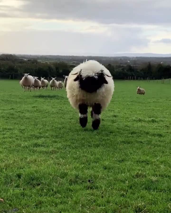 animals.coのインスタグラム：「Snack time for this little sheep in Ireland 🥺🍪💚 Video by @bopeep_valaisblacknose」