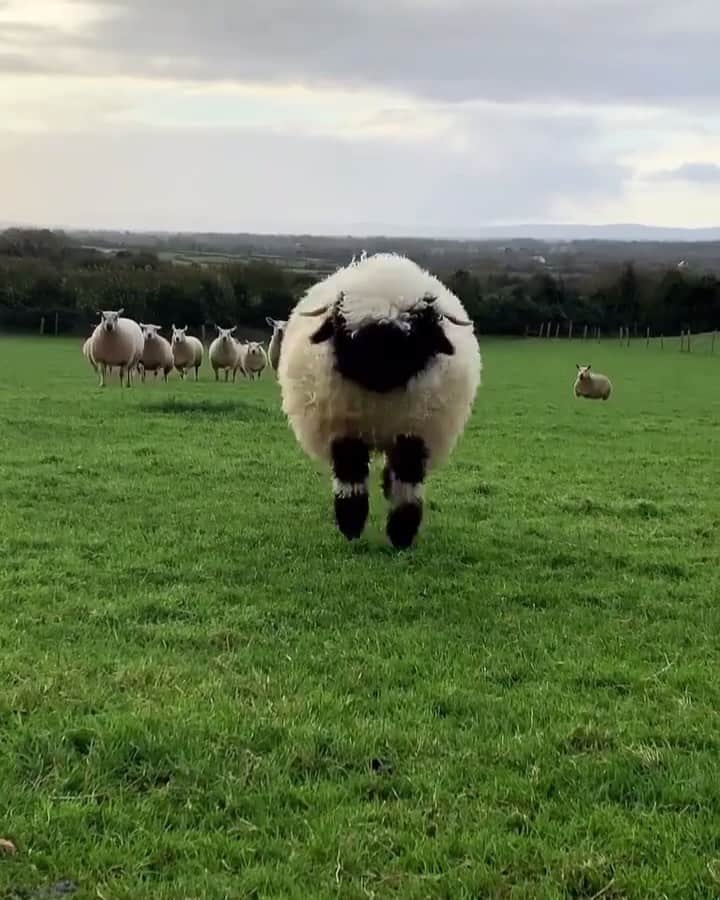 animals.coのインスタグラム：「Snack time for this little sheep in Ireland 🥺🍪💚 Video by @bopeep_valaisblacknose」