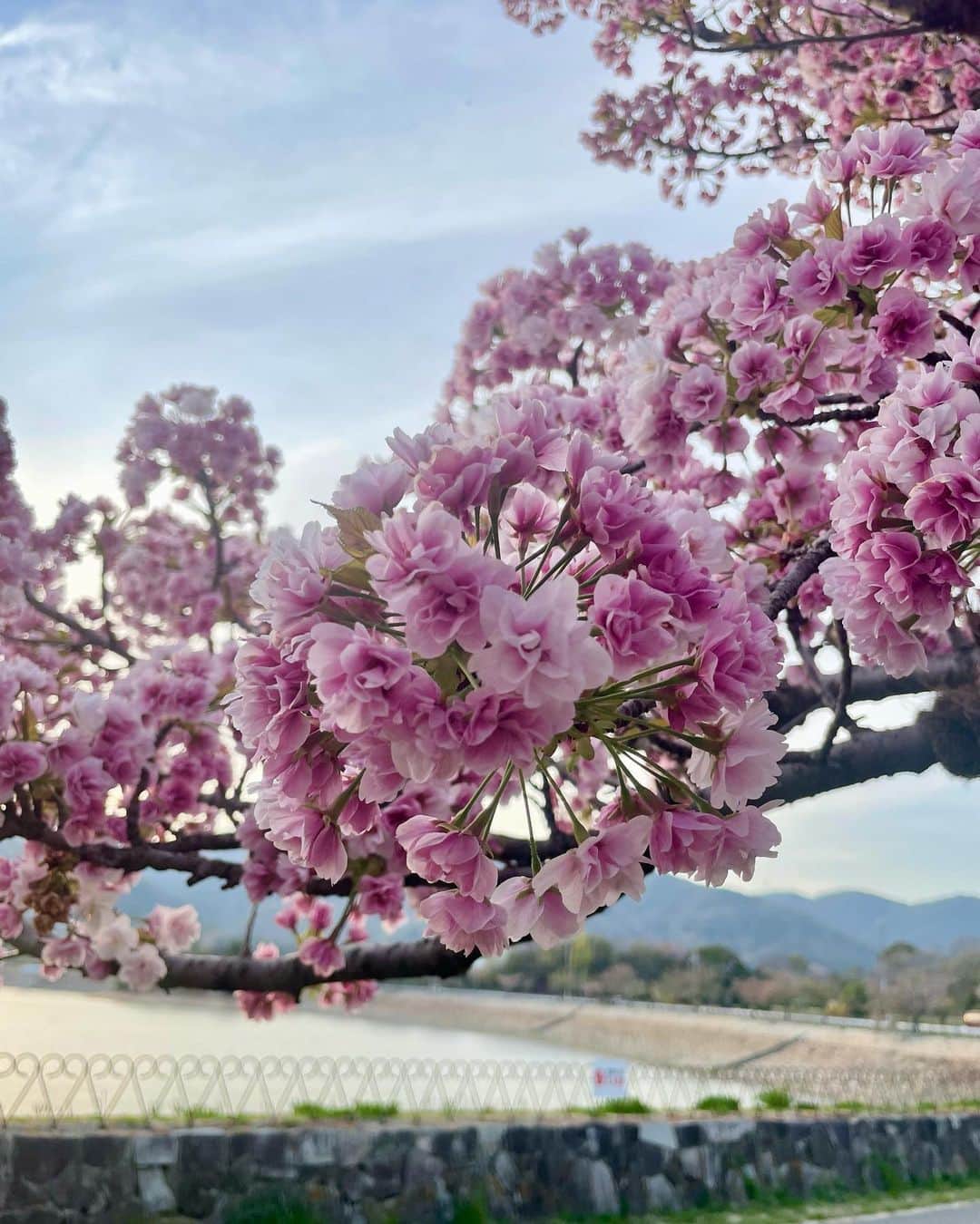 山田佳子さんのインスタグラム写真 - (山田佳子Instagram)「そろそろ見納め…🌸 他の桜は散ってしまったけれど、品種の違うこの桜は今が見頃☺️ ⁡ #そろそろ #桜 #見納め #この桜だけ #今が見頃 #楽しませてくれてありがとう #お散歩 #週末」4月10日 20時13分 - yoshiko117