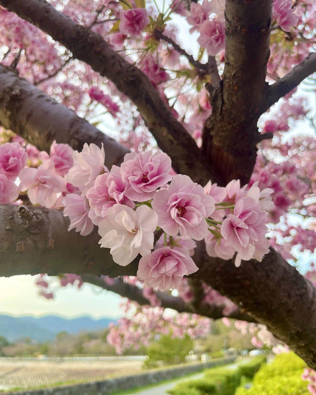 山田佳子さんのインスタグラム写真 - (山田佳子Instagram)「そろそろ見納め…🌸 他の桜は散ってしまったけれど、品種の違うこの桜は今が見頃☺️ ⁡ #そろそろ #桜 #見納め #この桜だけ #今が見頃 #楽しませてくれてありがとう #お散歩 #週末」4月10日 20時13分 - yoshiko117