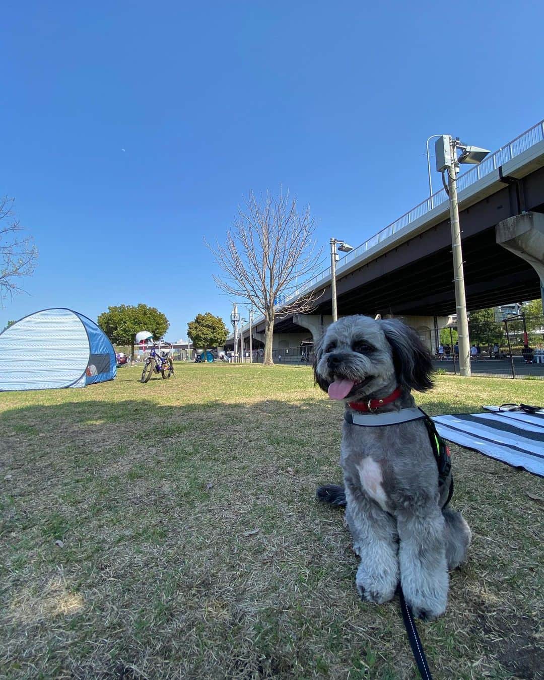 加藤怜のインスタグラム：「Roi♡ お誕生日おめでとう🐕‍🦺♡  ほんとーに、 手のかかる仔だけど🙃 ホントにほんとーに、 かわいい仔🙂♡  大事な家族の一員だよ🐕‍🦺♡  生まれてきてくれてありがとう🐕‍🦺♡  ずっと元気でいてね♡  5年後10年後、 子供たちが手が離れた時 きっとあたしの相棒になると 信じてるよ♡  #happybirthday  #犬のいる暮らし  #仔犬」