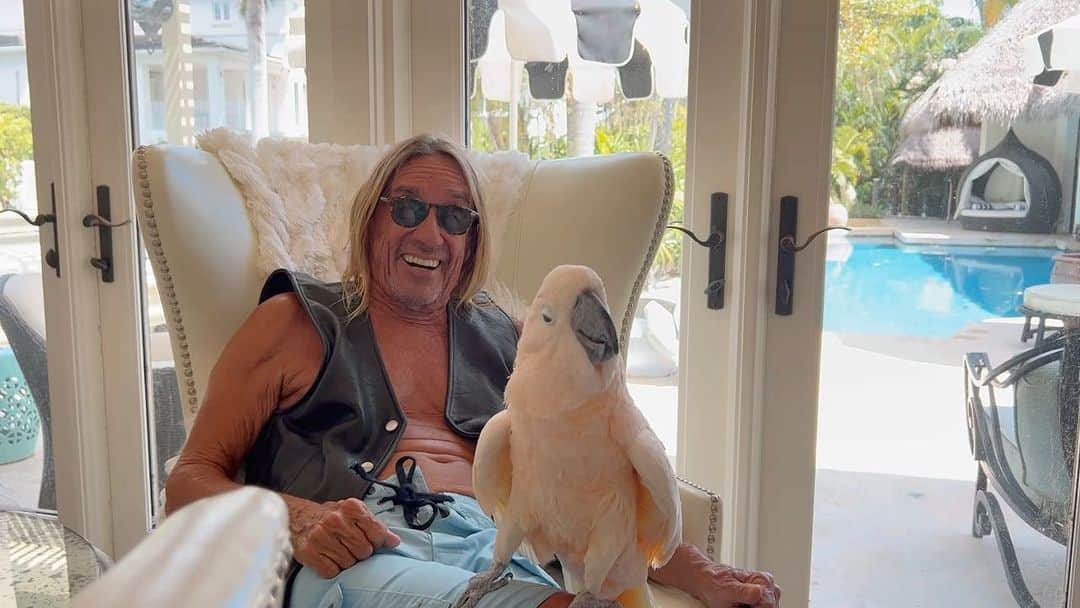 イギー・ポップのインスタグラム：「Fundays are my best days. Hope you’re having a good one too.  #BiggyPop #Sunday #Funday #Moluccan #Cockatoo #birds #birb #birdsofinstagram  Music: #DavieAllanAndTheArrows  #BluesTheme  #Teddybears @Teddybearsmusic featuring #IggyPop #Punkrocker  #DrDre @DrDre #LetMeRide」