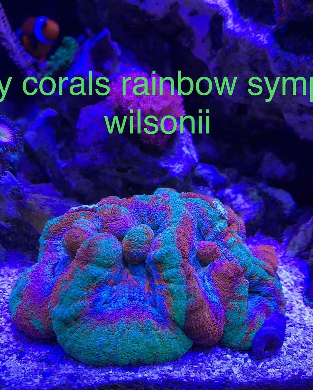 キーファー・ハベルさんのインスタグラム写真 - (キーファー・ハベルInstagram)「Rainbow symphyllia wilsonii from @cherrycorals one year later.  Turning into a stunner! #coral #cnidarian #reefkeeper #reefkeeping #reefandchill #reefhobby」4月11日 2時14分 - chiefkeifofreef