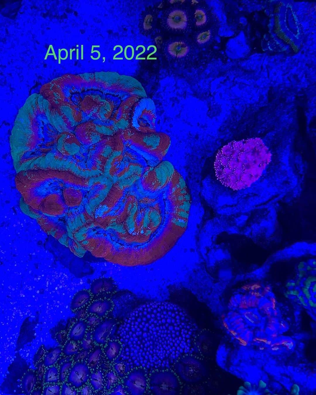 キーファー・ハベルさんのインスタグラム写真 - (キーファー・ハベルInstagram)「Rainbow symphyllia wilsonii from @cherrycorals one year later.  Turning into a stunner! #coral #cnidarian #reefkeeper #reefkeeping #reefandchill #reefhobby」4月11日 2時14分 - chiefkeifofreef