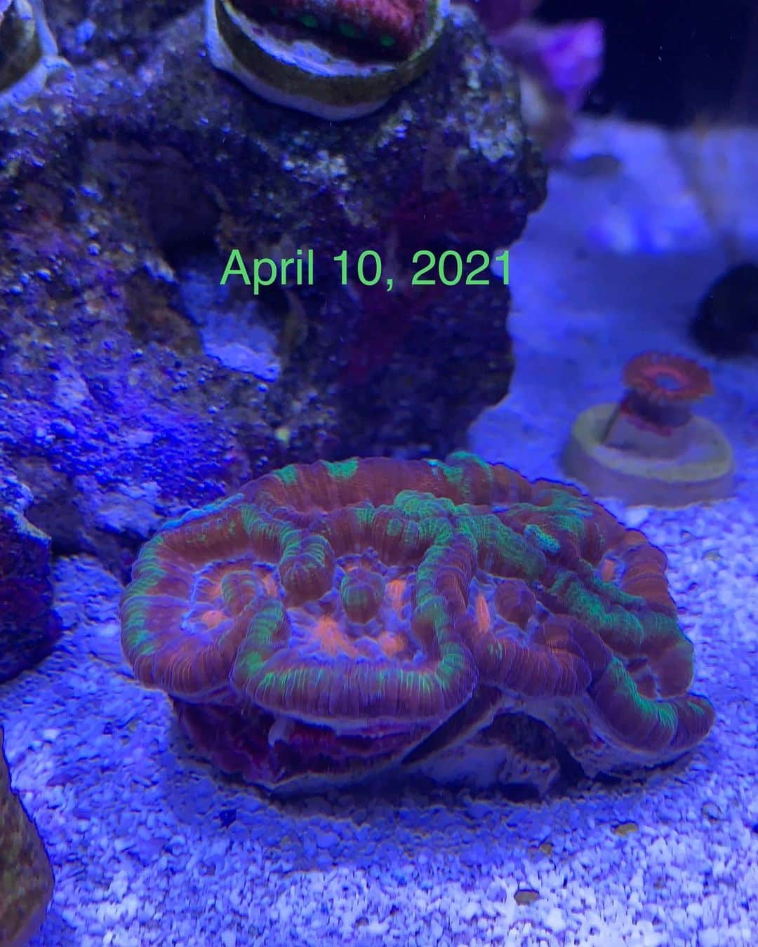 キーファー・ハベルのインスタグラム：「Rainbow symphyllia wilsonii from @cherrycorals one year later.  Turning into a stunner! #coral #cnidarian #reefkeeper #reefkeeping #reefandchill #reefhobby」