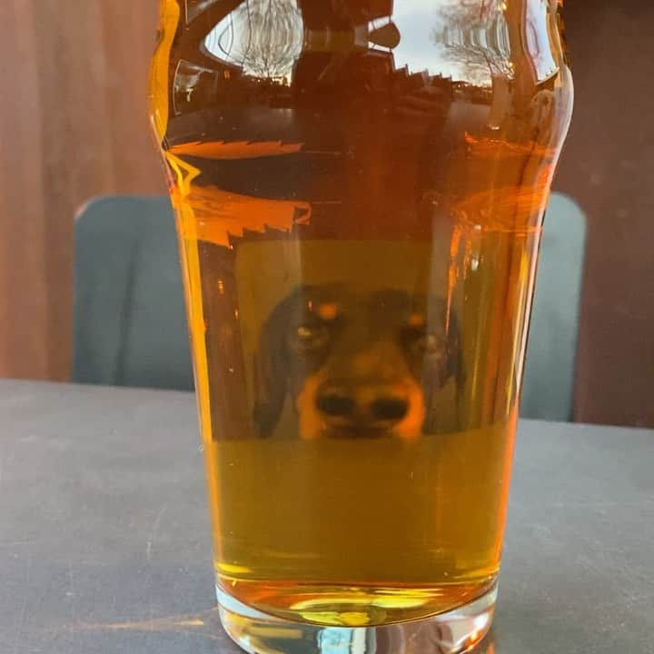 Crusoe the Celebrity Dachshundのインスタグラム：「“Even one drink impairs your view of your wiener..🍺😝” ~ Crusoe」
