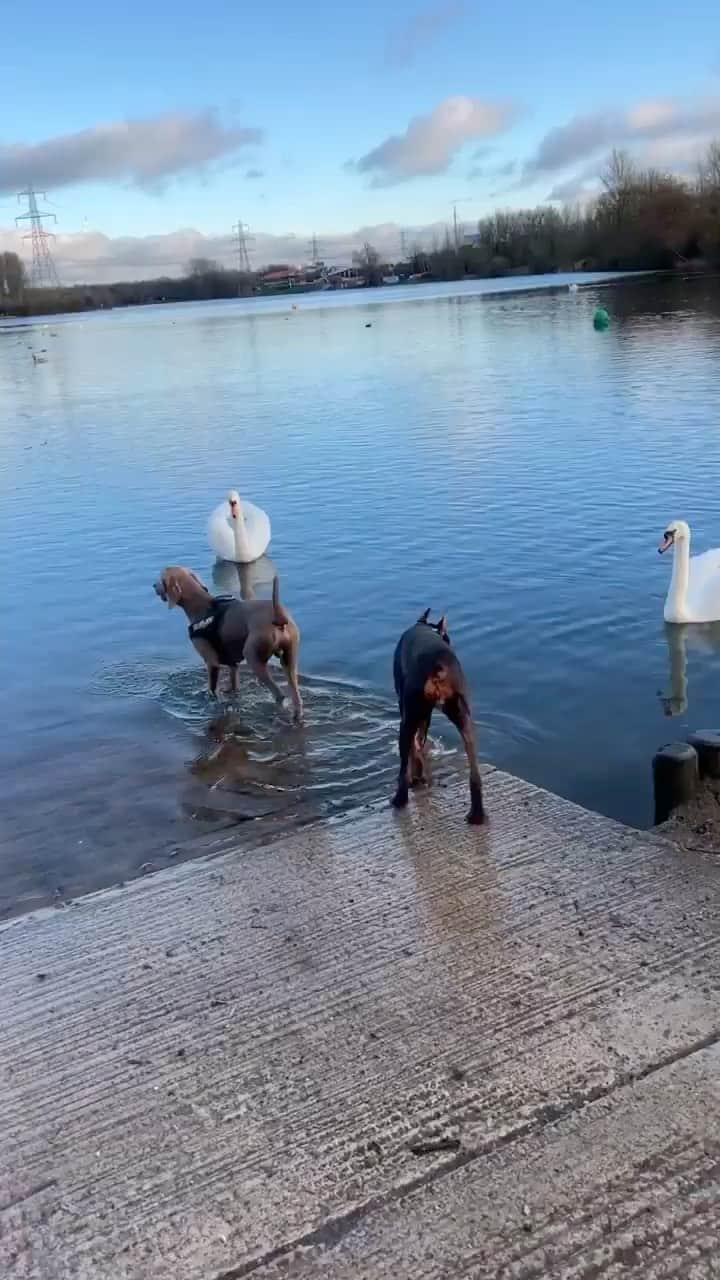 animalsのインスタグラム：「Everybody stay calm! 😅🐕 Video by @kseniya_thedobie」