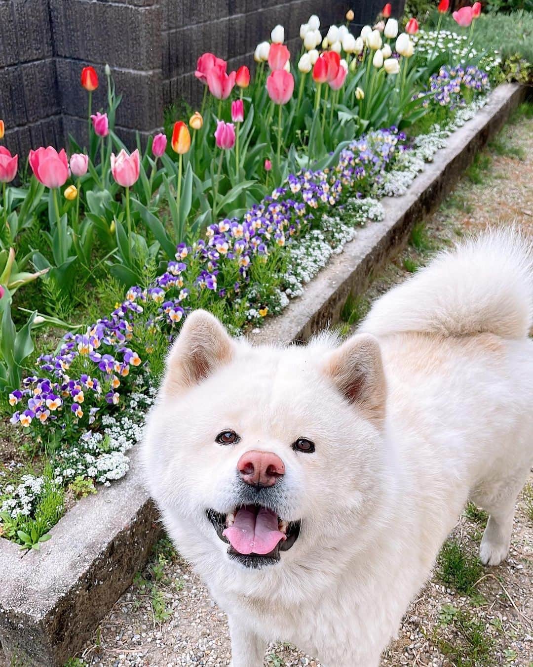 のインスタグラム：「おはようございます#朝食#モーニング #goodmorning #breakfast  #akitainu #dogsofinstagram  #秋田犬#秋田犬マグ#おはようマグ #今朝のマグ #チューリップ #小倉トースト#サラダ #カフェオレ#珈琲 #水谷雅子#水谷雅子beautybook50の私 #水谷雅子の美容の秘訣シリーズ  名古屋25℃🌥☀️ おはようございます。 今週もよろしくお願いいたします。🐶😊🌷 今朝は雲が広がった晴れ。 日中は日差しが出て 季節の先取りの暑さになりそうです。☀️💦 まだ体が慣れていないので体調管理には気をつけてください。 水分補給しっかりとね！紫外線対策も忘れずに！ 頑張って行ってらっしゃい。❤️」