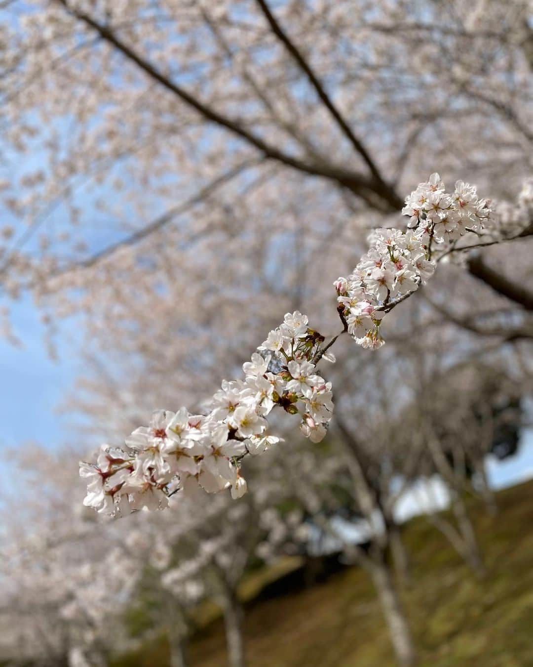 あおい夏海さんのインスタグラム写真 - (あおい夏海Instagram)「おはようございます‼️ 桜ゴルフショット🌸  ４月１回目のラウンドイベントは 千葉の勝浦ゴルフ倶楽部にて🥰 桜がちょうど満開の桜ゴルフでした😍❤️ ゴルフ場の入口やロッカールーム、コースの所々にツルとか色々なオブジェが並んでいて、雰囲気が竜宮城で楽しい✨🥰  お昼御飯はもこの日は珍しく中華系にガッツリ〜💕 美味しかったです❣️   ラウンド前にアプローチとバンカー練習もできました✨  そしてこの日参加してくださったみなさんが、私が出てる週プレをみんな持ってきてくれました🥺 サイン会しました🥺❤️ デジタル写真集もみんな買ってくれてて、どの写真が1番好きでしたか？🥰とか、ラウンド中に話をしたりできて楽しかったです‼️  みなさんいつも本当にありがとうございます✨  もうすぐ6月のラウンドイベント応募開始になるので @smilegolf2018 さんのインスタをチェックしてもらって、サイトから申し込みお願いしますね🥰    #ゴルフ #勝浦ゴルフ倶楽部 #ゴルフ女子  #あおい夏海 #ゴルフコーデ  #桜ゴルフ #花見 #花見ゴルフ  #ゴルフウェア #ゴルフ女子コーデ  #スマイルゴルフ #ラウンドイベント #waacgolf  #ゴルフファッション」4月11日 9時04分 - natsumi.aoi