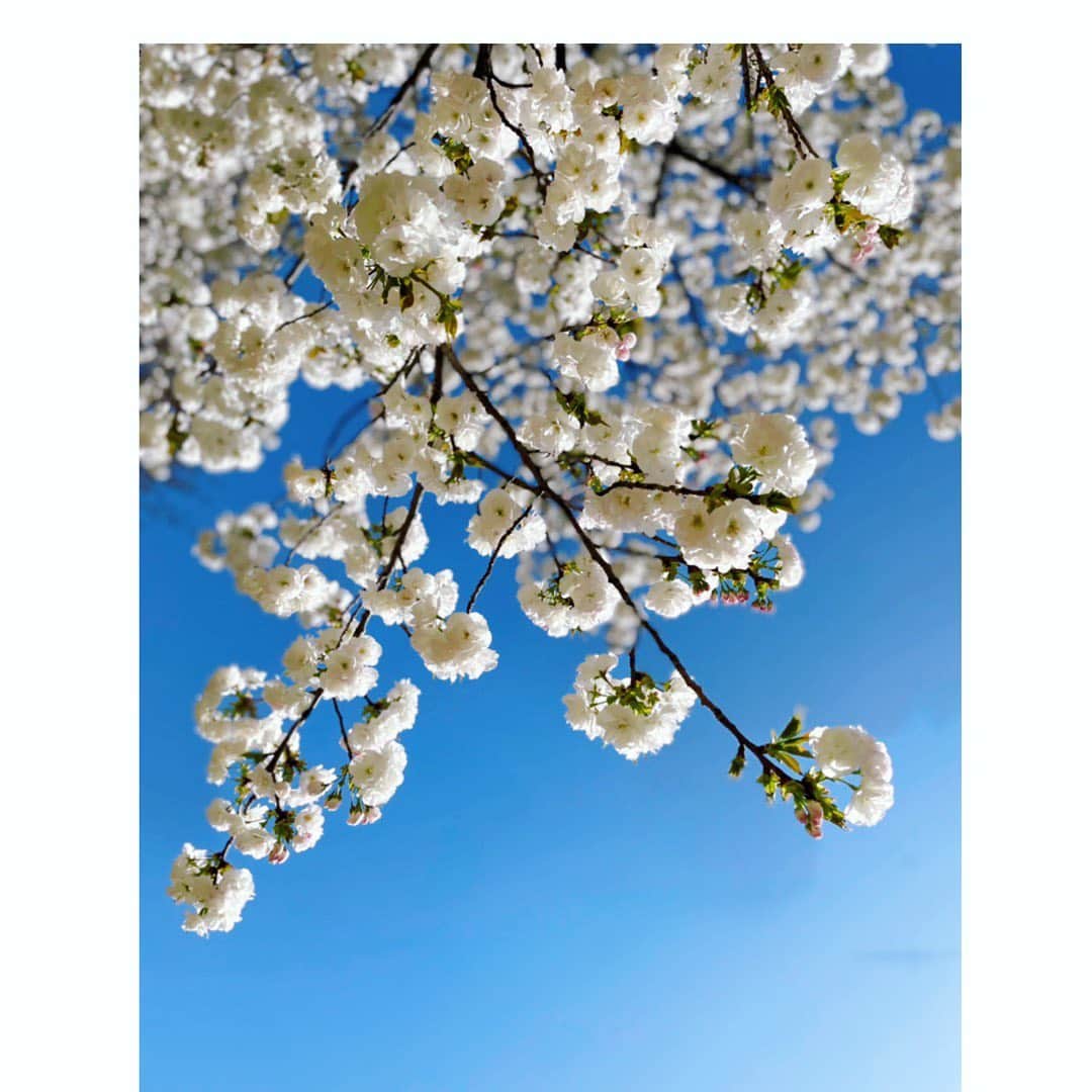 望月理恵さんのインスタグラム写真 - (望月理恵Instagram)「ふわふわもこもこ☺️  八重桜」4月11日 9時40分 - mochiee28
