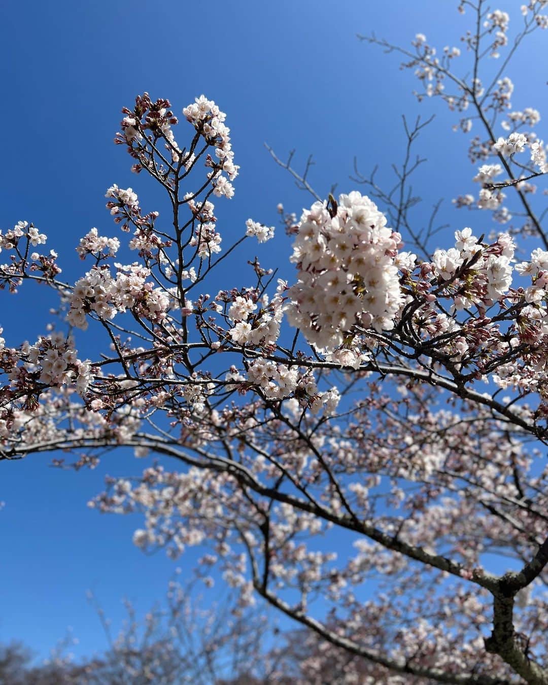 川村茉由さんのインスタグラム写真 - (川村茉由Instagram)「桜ももう終わりかあ🥲🌸  ３月後半から４月って いつもバタバタ😳😮‍💨  #桜 #spring」4月11日 11時29分 - mayupi_k