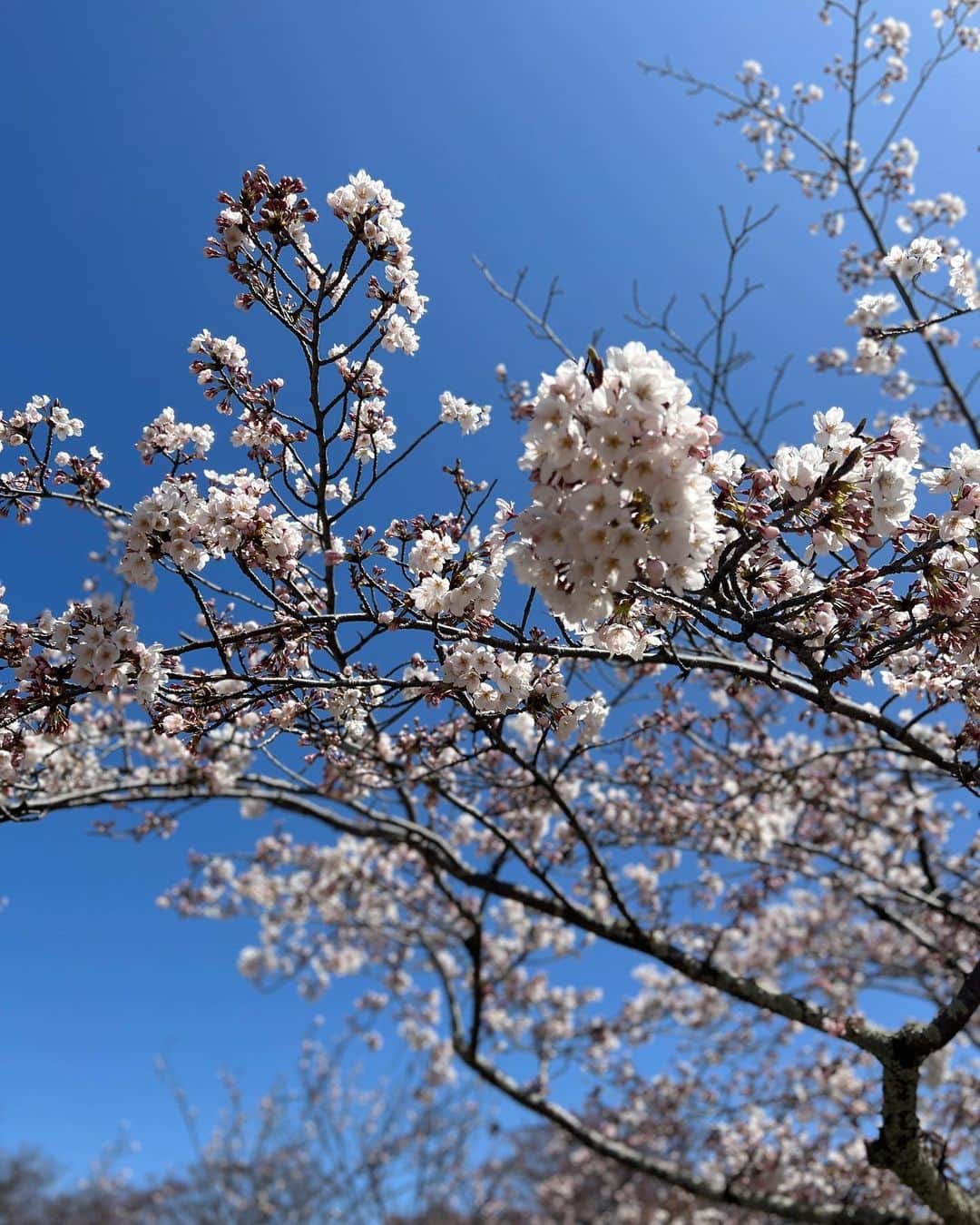 のインスタグラム：「桜ももう終わりかあ🥲🌸  ３月後半から４月って いつもバタバタ😳😮‍💨  #桜 #spring」