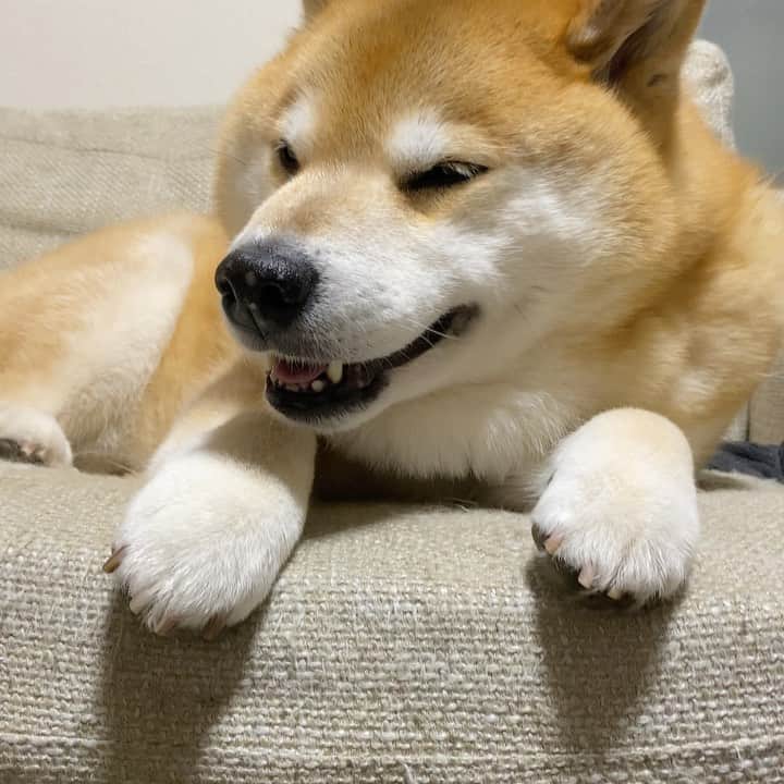 まる（まるたろう）のインスタグラム：「Good night!✨🐶💤✨もうそろそろ毛皮を夏用に変えてもいいかもな〜 #夏本番になる前にね #暑くてかなわん #夏はいらない派 #ずっと春だけの方が良いよね」