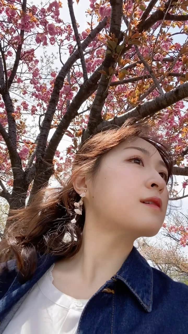 川本紗矢のインスタグラム：「🌸 #桜 #桜の季節 #桜動画」