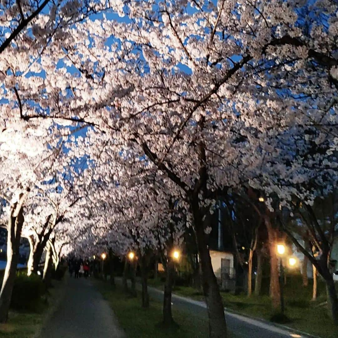 堀田篤さんのインスタグラム写真 - (堀田篤Instagram)「* 2022年桜報告🌸  今年のソメイヨシノも散りはじめましたね…。  今年見た桜の報告を。  1回目は夜桜編です。  仕事終わりに桜を見ながら帰った時の写真です。  夜桜のトンネル美しかった～。  ずっと見ていたかったけど、途中で寒くなって少し早足で帰りました。  #ソメイヨシノ#桜#夜桜#桜のトンネル#カンテレ#アナウンサー#堀田篤」4月11日 18時18分 - hotta.atsushi8