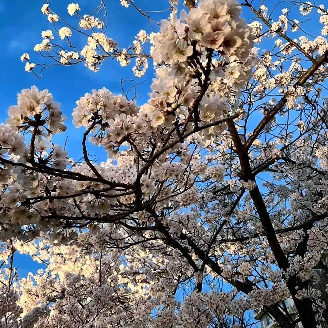 堀田篤のインスタグラム：「* 2022年桜報告🌸  今年のソメイヨシノも散りはじめましたね…。  今年見た桜の報告を。  1回目は夜桜編です。  仕事終わりに桜を見ながら帰った時の写真です。  夜桜のトンネル美しかった～。  ずっと見ていたかったけど、途中で寒くなって少し早足で帰りました。  #ソメイヨシノ#桜#夜桜#桜のトンネル#カンテレ#アナウンサー#堀田篤」