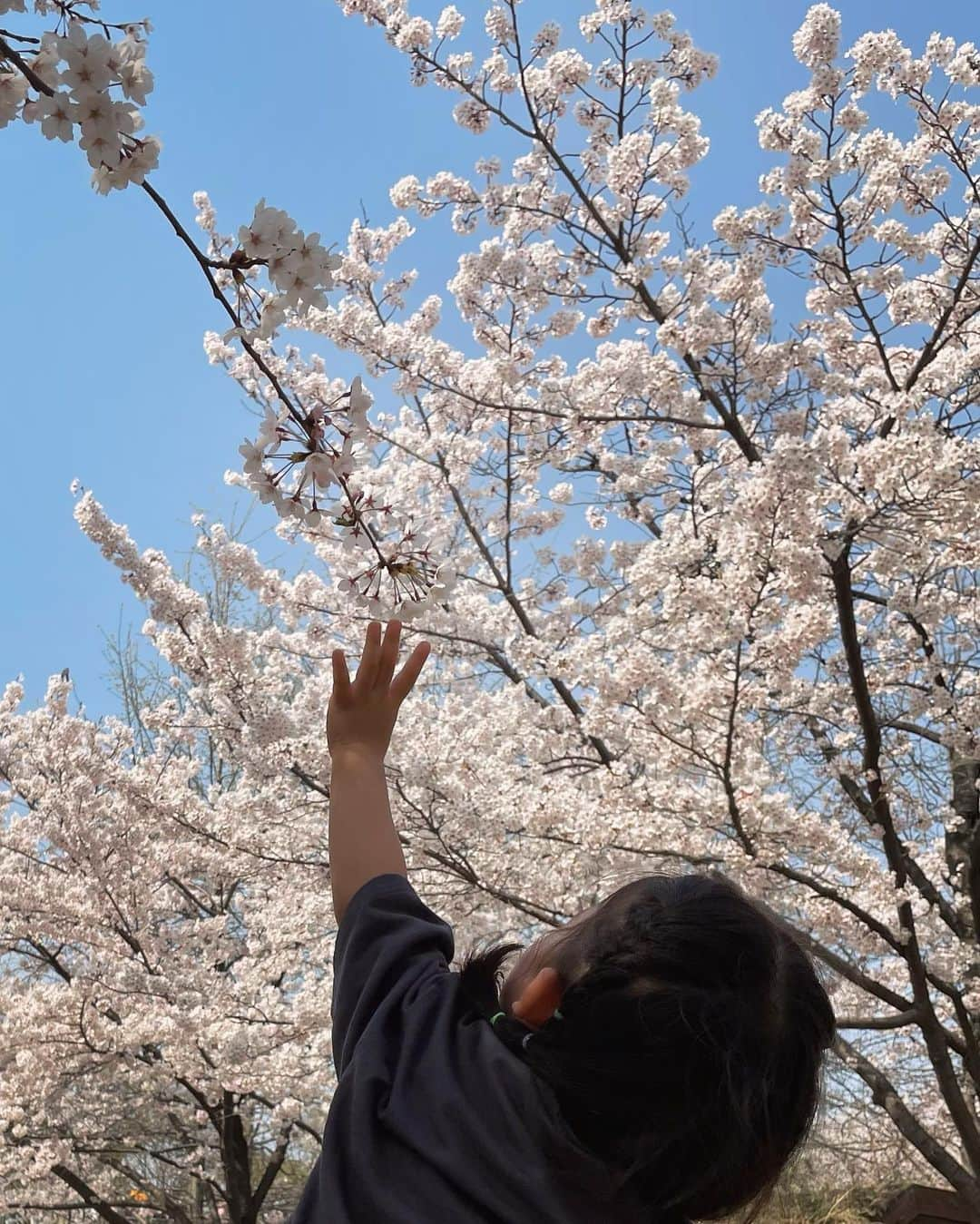 チェ・ジウのインスタグラム：「. 봄 바람  휘날리며 🎶  흩날리는 벚꽃잎이 🌸」