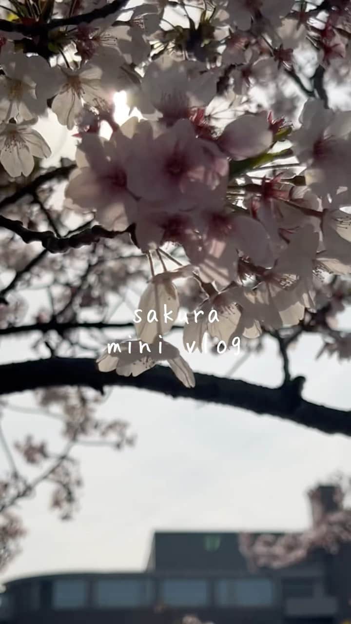 森川侑美のインスタグラム：「2022🌸 今年は綺麗な桜がたくさん見れて大満足🌸」