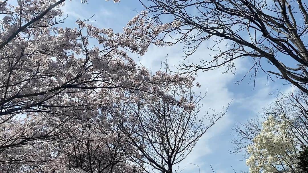 吉川由華のインスタグラム：「昨日大河ドラマで紹介された埴生八幡宮の裏の鳥居へ。桜が散り始め新緑の季節へ向かっています。#鎌倉殿の13人 #木曾義仲 #埴生八幡宮 #小矢部市 #小矢部 #火牛まつり #もろ地元 #歴史街道 #巡りを計画している方 #ご連絡ください #私は勉強中ですが… #ひとまず桜が散り始め #また季節が変わります🌸→☔️→🌞」