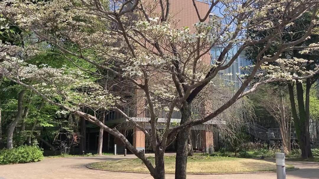 公益財団法人モラロジー研究所のインスタグラム：「【本日の柏キャンパス　4月12日】 今日も柏は快晴、暑い1日になりそうです。 あすなろ前のハナミズキが満開です！  キャンパスの四季はこちら http://bit.ly/3LdPFwe  #柏市 #ハナミズキ #花の名所 #癒しスポット #麗澤大学」