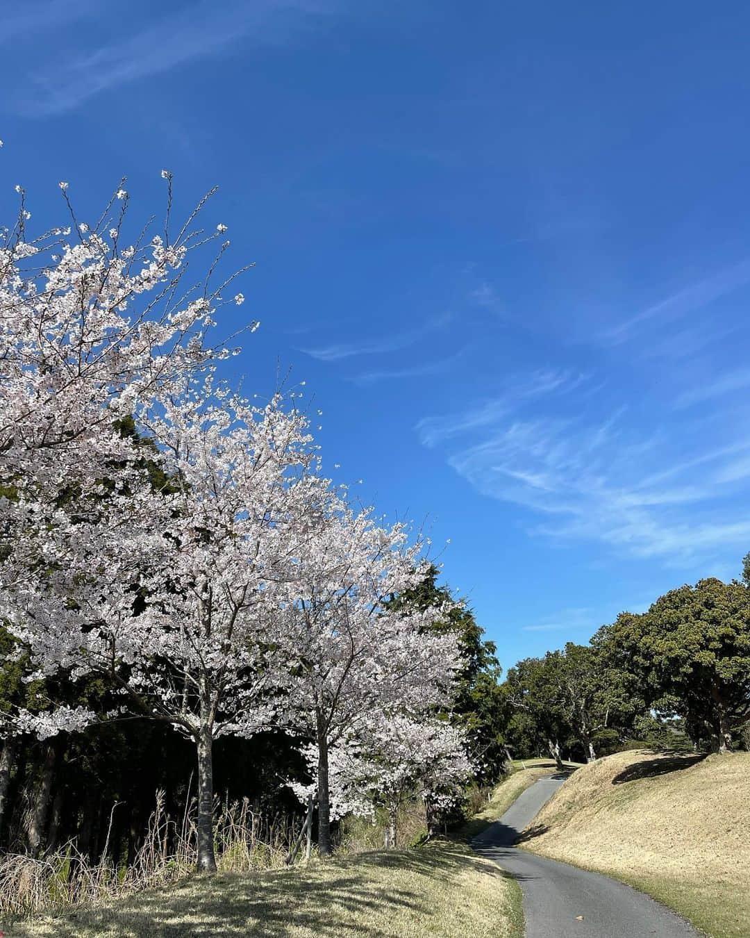 狩野舞子さんのインスタグラム写真 - (狩野舞子Instagram)「・ 今年も綺麗だったな🌸 儚いですね〜 ・ #cherryblossom」4月12日 8時21分 - kanochan715