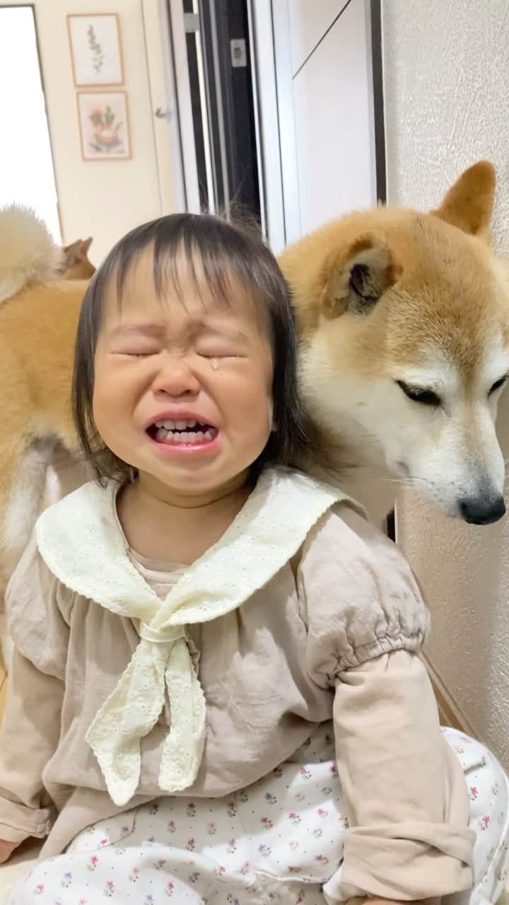 柴犬Mamesuke・Korosuke??大阪のインスタグラム：「． エンエン泣いてても、いつも側にはお兄ちゃん達が居てくれるね❤️ ． イヤイヤ期突入したチャリちゃん、靴を自分で履きたいのに、ママに履かされて泣いちゃった😅 ． 豆ちゃん、本当に優しすぎる😭❤️ ． 🐾----*----*----*----*🐾 #MameKoro #豆コロ #柴犬と赤ちゃん #犬と赤ちゃん  #チャリちゃん見守り隊 #子守犬 #豆柴 #柴犬 #赤柴 #豆介 #コロ介 #shibagram #shibastagram #shibainu #shiba #🐕📷」