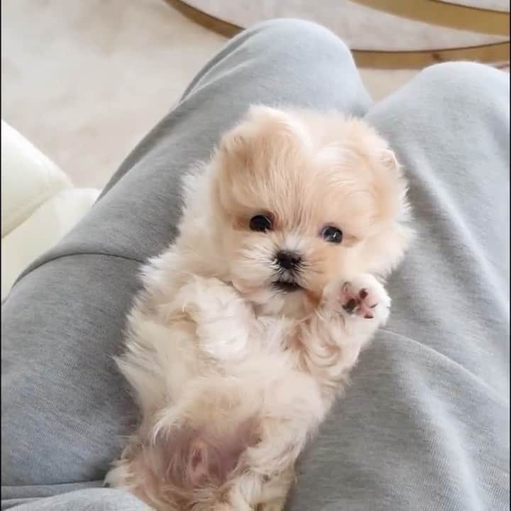 Rolly Pups INCのインスタグラム