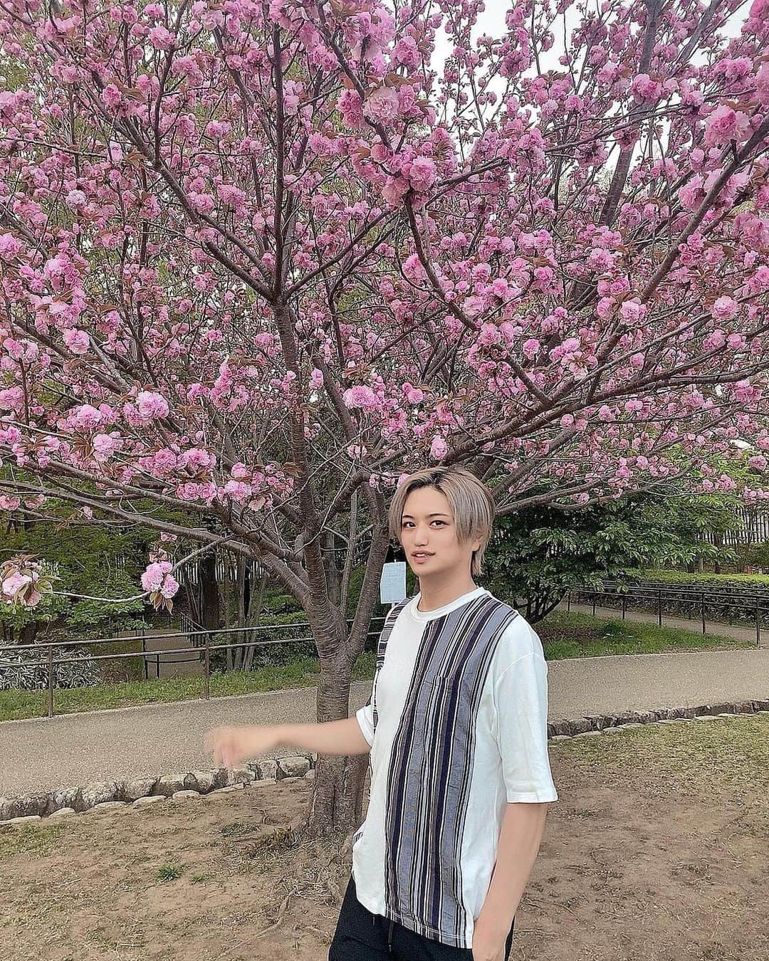 井上正大さんのインスタグラム写真 - (井上正大Instagram)「最近暖かくなって気持ちがいいね！ これ桜かな？まだ咲いてたよ🌸」4月12日 19時17分 - maaaaaaaasahiro