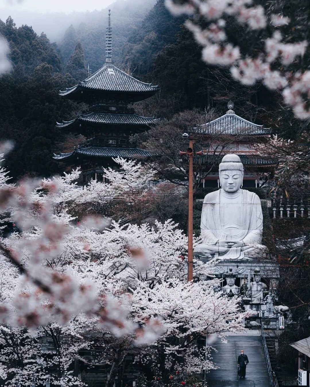 deepskyのインスタグラム：「let me welcome everybody to wild wild west of Japan. Temple hopping in spring is totally amazing. Personally, I really like the combination of sakura and fog. Ive been photographing full-bloomed cheery blossoms lately . Cant wait to share ！ Stay turned ！ . 奈良の壺阪寺に馳せ参じて来ました。個人的にお気に入りの場所で、桜の時期は今年で４年連続です。自分は自然系の写真は、雨や霧などの、どちらかと言えば悪天候との組み合わせが好きです！ . . . #奈良 #桜 #壷坂寺 #Japan #sakura #nara #japandailies #japanko_official #hypebeast」