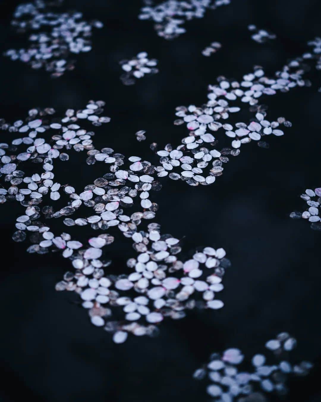 deepskyさんのインスタグラム写真 - (deepskyInstagram)「let me welcome everybody to wild wild west of Japan. Temple hopping in spring is totally amazing. Personally, I really like the combination of sakura and fog. Ive been photographing full-bloomed cheery blossoms lately . Cant wait to share ！ Stay turned ！ . 奈良の壺阪寺に馳せ参じて来ました。個人的にお気に入りの場所で、桜の時期は今年で４年連続です。自分は自然系の写真は、雨や霧などの、どちらかと言えば悪天候との組み合わせが好きです！ . . . #奈良 #桜 #壷坂寺 #Japan #sakura #nara #japandailies #japanko_official #hypebeast」4月12日 20時02分 - _deepsky