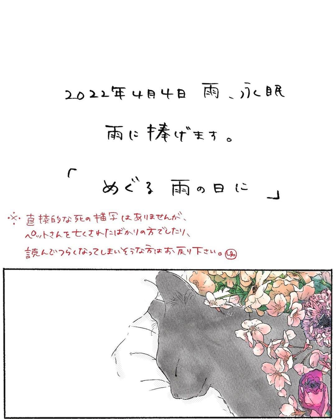 弓家キョウコのインスタグラム：「愛猫の雨の葬儀は先週終えまして、 日常に戻ろうとしています。  雨さんがいなくなってから 夢を見ました。 雨さんがきれいな小舟に乗って 手を振っています。 川？の行先におおきな桜の木がありまして 桜の木なのにそこからぽろぽろ 星が落ちていました。  桜の木の前には 赤い立派な鳥居があり その周りに旅館のような、古い建物が 並んでいました。  そこでは他の猫が飲めや歌えやの大騒ぎ していました。  そんな夢を見たので この漫画を描きました。  雨さんも今頃はそこで 宴会をしているのかもしれません。  そうだったらいいな。 そしたら寂しくないだろうし。  みなさまにおかれましても、 わたしの拙い漫画を通して雨を愛してくださって、 本当にありがとうございます。  コメント開けさせていただきますので、 もしよろしければ雨への見送りの言葉などいただけたら…わたしが喜びます🐈‍⬛☔️」