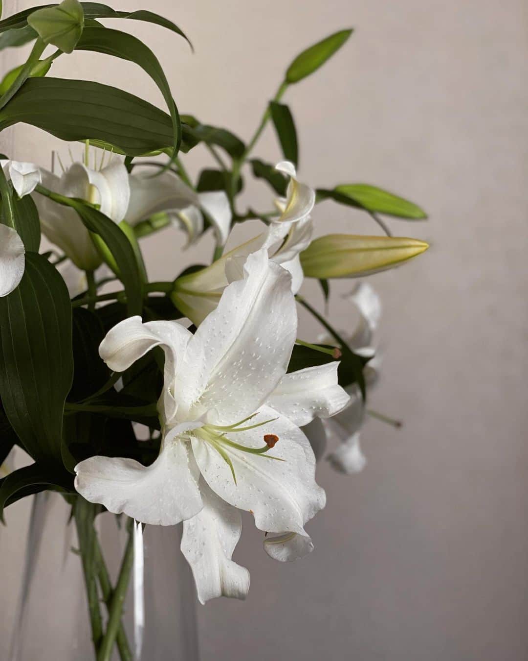平宮博重さんのインスタグラム写真 - (平宮博重Instagram)「カサブランカの香りは心地良い時間をくれる。 #花のある暮らし#chillout #linelive #casablanca #flowers」4月12日 11時45分 - hiroshige_narimiya
