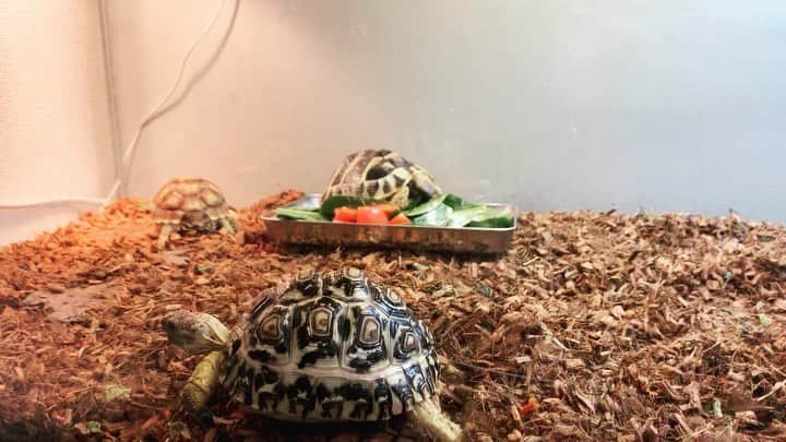 谷口大智のインスタグラム：「あったかくなってきて食欲も⤴️🥬🍅🥬  #dtのオフ」